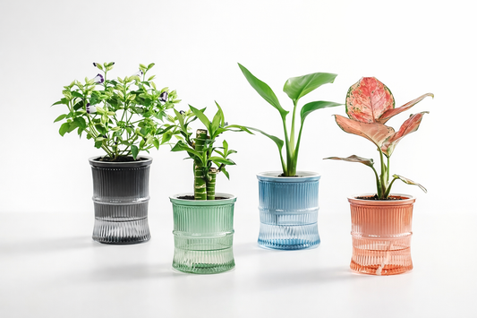 RootSip Colored Planter